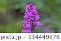 Macro - lilac flower on the dolomites Macro - lilac flower on the dolomites 134449676