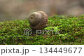 Macro - acorn in a forest Macro - acorn in a forest 134449677