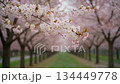 《AI video》Cherry blossom trees spring image 《AI video》Cherry blossom trees spring image 134449778