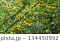 Ripe yellow plums on tree branches with green leaves.  134450992