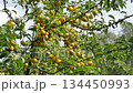 Ripe yellow plums on tree branches with green leaves.  134450993