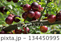 Ripe pink plums on tree branches with green leaves.  134450995