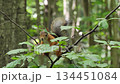 Squirrel  sits on a tree branch in the spring forest. 134451084