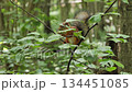 Squirrel  sits on a tree branch in the spring forest. 134451085