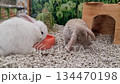 White cute little rabbit in hutch eating special dry meal from blue plate on small stones background. High quality 4k footage 134470198