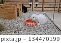 White cute little rabbit in hutch eating special dry meal from blue plate on small stones background. High quality 4k footage 134470199