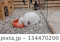 White cute little rabbit in hutch eating special dry meal from blue plate on small stones background. High quality 4k footage 134470200