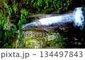 Yamaguchi, Jakuchi Gorge, Waterfall 134497843