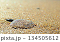 Close-up of jellyfish on sandy beach, selective focus and ocean pollution concept, ecology protection and environmental care 134505612