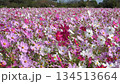  Cosmos field 134513664