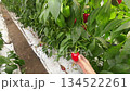 ビニールハウスで赤と緑のパプリカを点検する手（収穫・農業・クローズアップ） 134522261