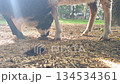 Rural backyard feeding moment sheep eat oats on hay path sustainable livestock care petting zoo friendly vibe 134534361