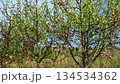 Organic apple plantation with scattered trees bearing red fruits in overgrown field against clear blue sky 134534362