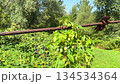 Close macro of green hop cones swaying on rusty cable over lush meadow on sunny summer day 134534364