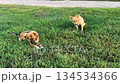Two cute young animals running and playing in lush green grass field during sunny afternoon 134534366