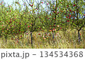 Apple orchard with ripe red fruits on trees surrounded by wild grass field under bright blue autumn sky 134534368