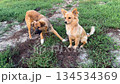 Adorable stray dogs enjoying their carefree life outdoors, resting and running in a bright summer meadow 134534369