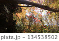 紅葉と日本の秋！錦帯橋　山口県岩国市紅葉谷公園のモミジ　自然豊かな素敵な田舎の景色 134538502