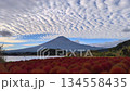 (Yamanashi Prefecture) Oishi Park, covered in cirrocumulus clouds, with autumn kochia leaves and Mount Fuji 134558435