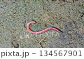 earthworm on damp, mossy soil. The slim, shiny worm curls along the ground, highlighting soil health, biodiversity, and natural decomposition in outdoor environments. Earthworm On Muddy Ground For Out 134567901