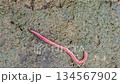 earthworm on damp, mossy soil. The slim, shiny worm curls along the ground, highlighting soil health, biodiversity, and natural decomposition in outdoor environments. Earthworm On Muddy Ground For Out 134567902