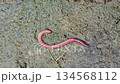earthworm on damp, mossy soil. The slim, shiny worm curls along the ground, highlighting soil health, biodiversity, and natural decomposition in outdoor environments. Earthworm On Muddy Ground For Out 134568112
