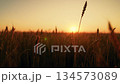 Golden ears wheat, slow camera movement over yellow ears, close-up. Field of ripening wheat on summer evening. Agricultural industry. Harvesting ripening wheat. Growing grain. Field of yellow ears sun 134573089