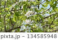 Apple tree blooms and a bee 134585948