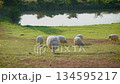 Flock of white sheep grazing green grass in farm pasture. Agriculture livestock. 134595217