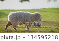 Flock of white sheep grazing green grass in farm pasture. Agriculture livestock. 134595218
