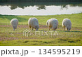 Flock of white sheep grazing green grass in farm pasture. Agriculture livestock. 134595219