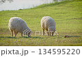 Flock of white sheep grazing green grass in farm pasture. Agriculture livestock. 134595220
