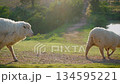Flock of white sheep grazing green grass in farm pasture. Agriculture livestock. 134595221