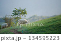Flock of white sheep grazing green grass in farm pasture. Agriculture livestock. 134595223