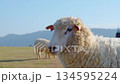 Flock of white sheep grazing green grass in farm pasture. Agriculture livestock. 134595224