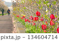 Hokkaido scenery: Cherry blossom trees and tulips beginning to bloom along the road. Date City, Hokkaido, May. Spring. 134604714
