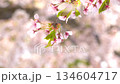 Hokkaido scenery, cherry blossoms, close-up, Somei Yoshino, vertical screen material, digital signage 134604717