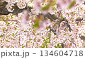 Hokkaido scenery, cherry blossoms, close-up, Somei Yoshino, vertical screen material, digital signage 134604718