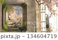 Hokkaido scenery - People strolling along the cherry blossom trees - Cherry blossom tunnel - Somei Yoshino - Vertical screen material - Digital signage 134604719
