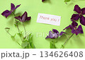 Single purple clematis on natural green background 134626408