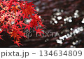 Fixed shot of red maple trees and sparkling water on the edge of a pond Fixed shot of red maple trees and sparkling water on the edge of a pond 134634809