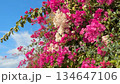 Bougainvillea flowers in vibrant bloom against blue sky, perfect for nature-themed background video 134647106