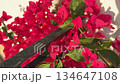 Bougainvillea flowers with vibrant red petals and green leaves on a sunny day video 134647108