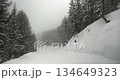 Skiing down a slope in snowy, gloomy, foggy woods 134649323