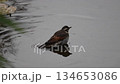 A thrush bathing on a cold winter morning 134653086