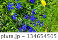 Summer Meadow with Bright Blue Gentian Flowers and Lush Green Grass 134654505