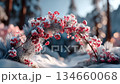 Christmas Red berries in the snow Sparkling and melting into the warmth of winter 134660068