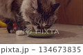 Cat consuming wet canned cat food from a small dish, illustrating healthy pet feeding 134673835