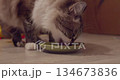Close-up video of a domestic cat feasting on wet canned cat food from a dish, highlighting healthy pet nutrition 134673836