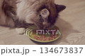 Cat consuming wet canned cat food from a small dish, illustrating healthy pet feeding 134673837